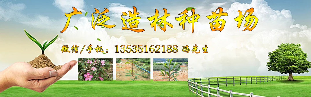 树苗88.jpg